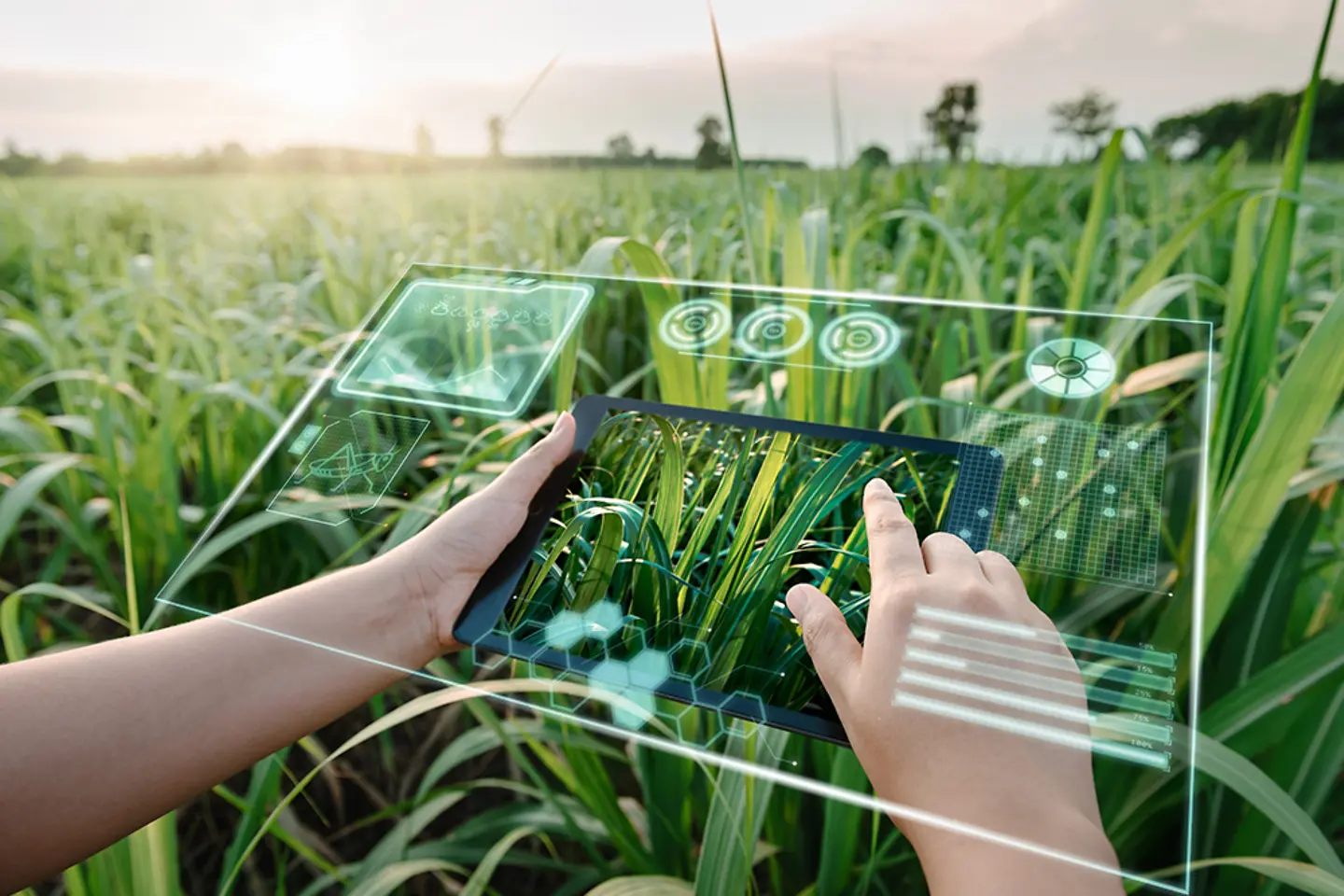 Visualización gráfica en un monitor transparente sobre un campo
