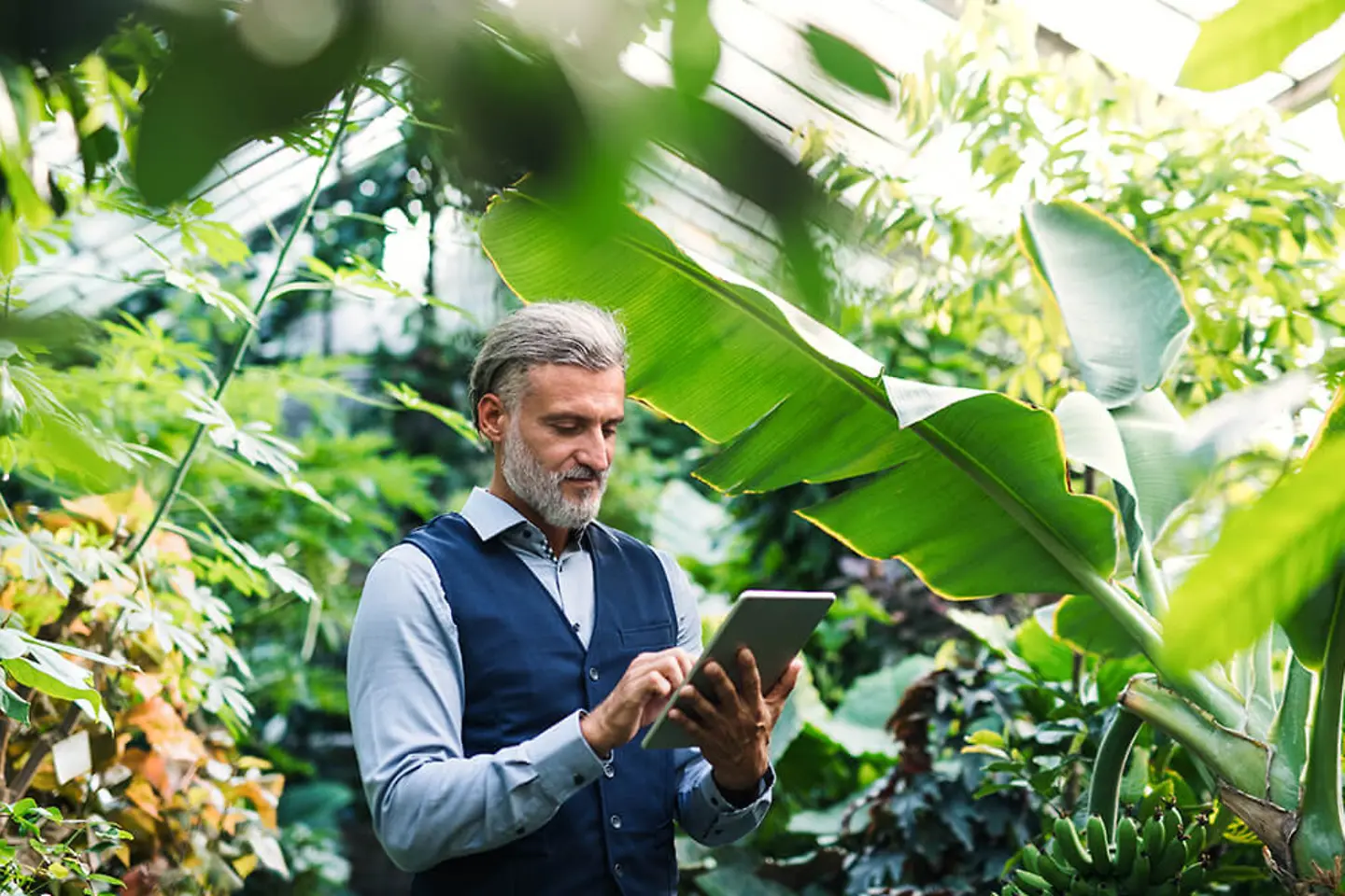 Hombre de negocios trabajando con un tablet en un invernadero