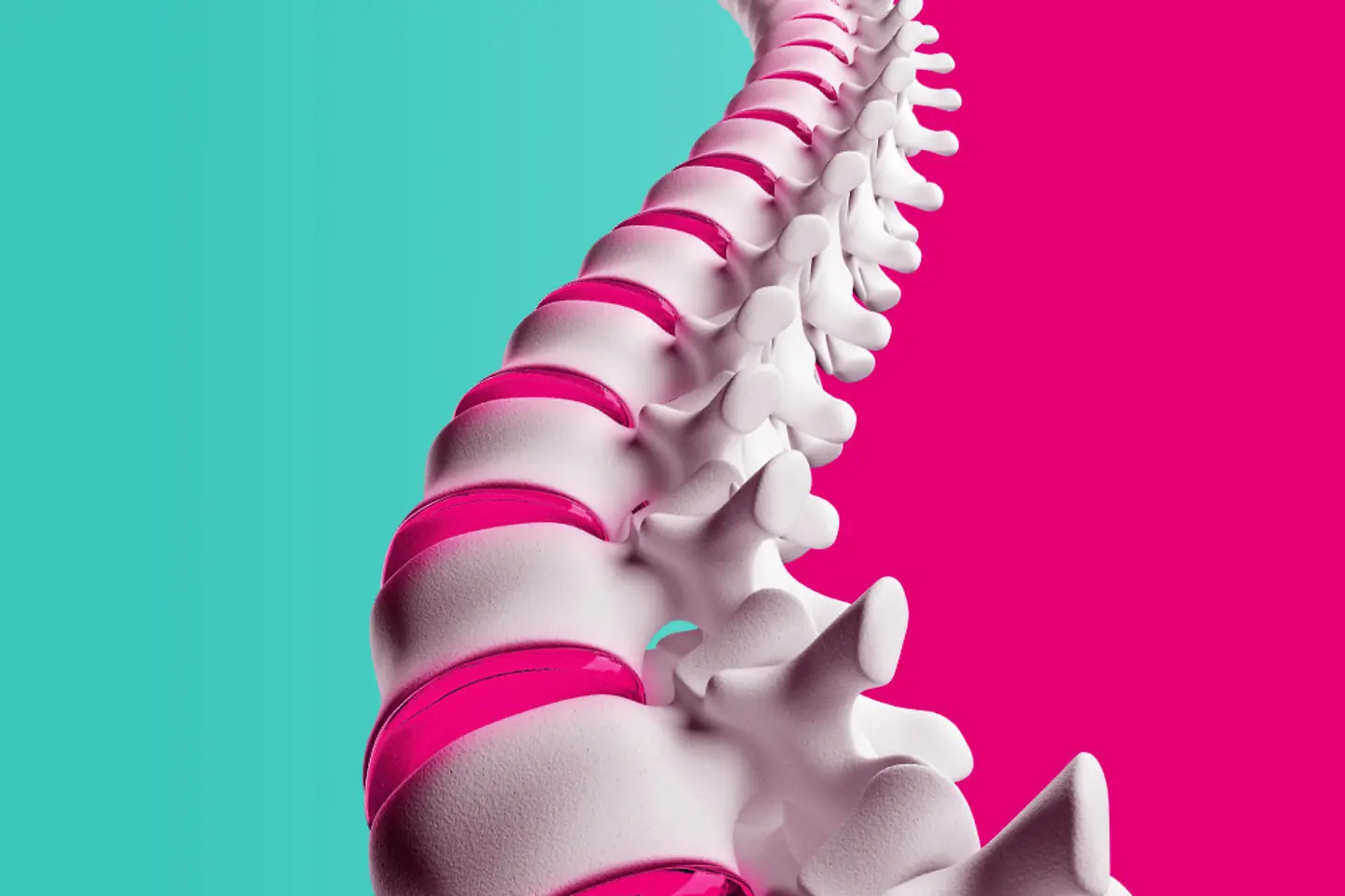 Model of a spine in front of a magenta-mint coloured background
